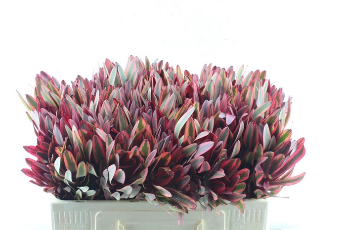 <h4>Leucad Jester</h4>