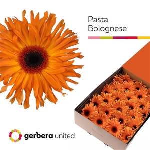 Ge Gr Pasta Bolognes Box United
