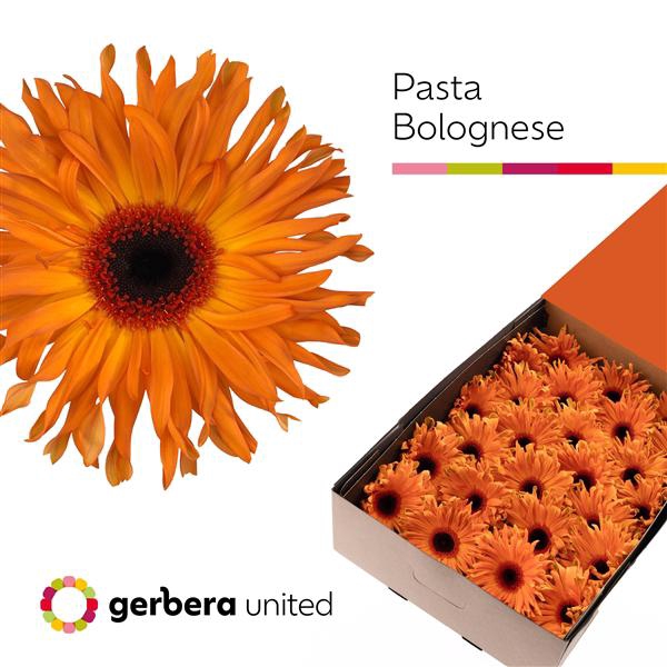 <h4>Ge Gr Pasta Bolognes Box United</h4>