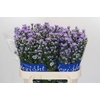 Aster Cassandra