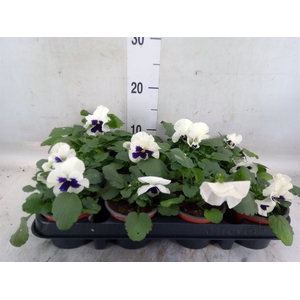 Viola wr. 'Colossus White wBlotch'