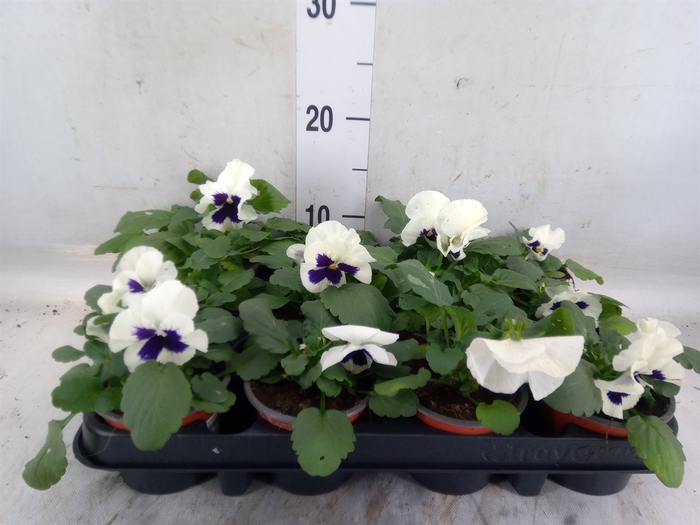 <h4>Viola wr. 'Colossus White wBlotch'</h4>