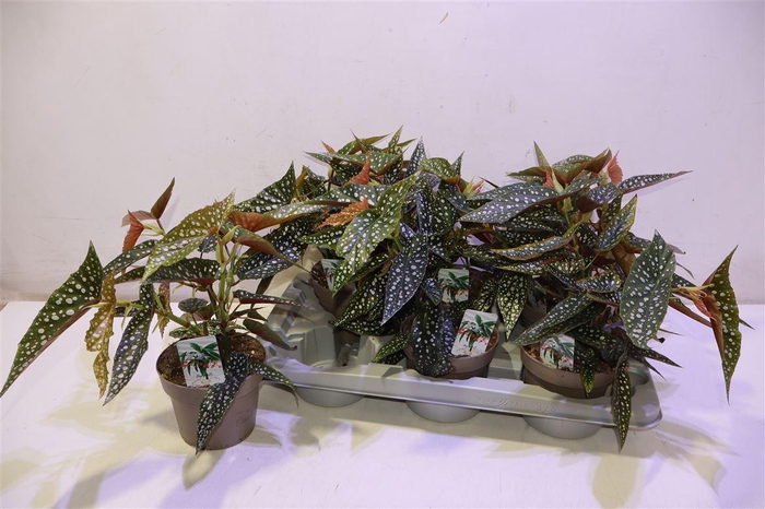 <h4>Beg Ma Wightii</h4>