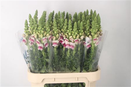 <h4>Antirrhinum Nl. Potomac Plumblossum</h4>