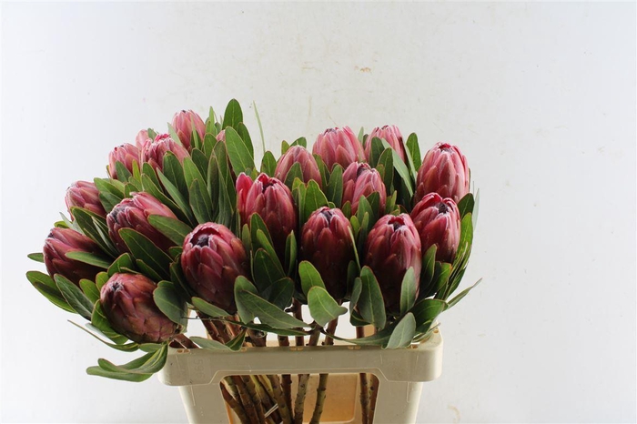 <h4>Protea Lancelot</h4>