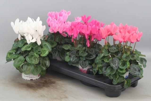 <h4>CYCL GR SUP XL</h4>