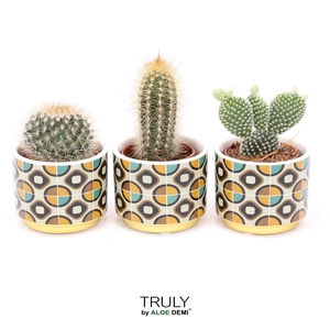 TRULY Cactus, Retro