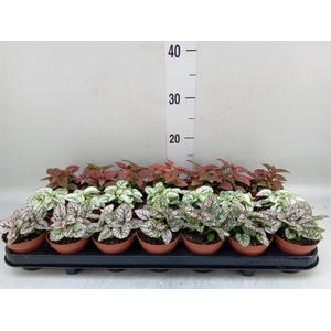 Hypoestes phyllo.   ...mix