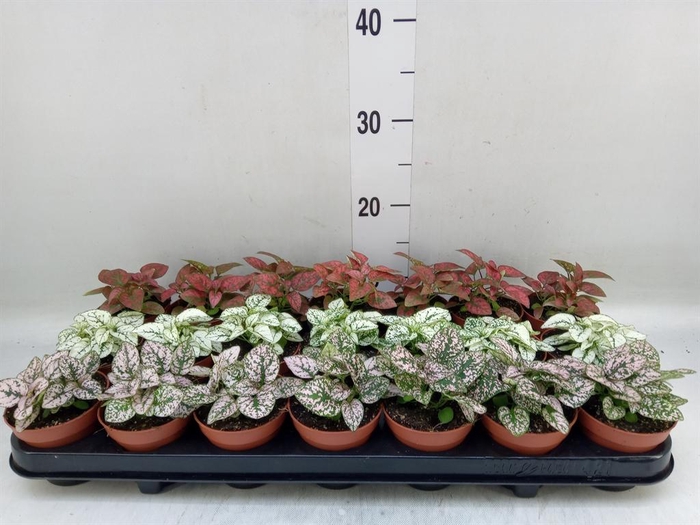 <h4>Hypoestes phyllo.   ...mix</h4>