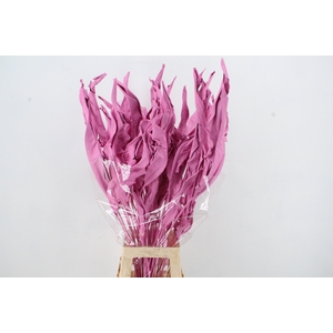 DF Strelitzia Leaf Pink