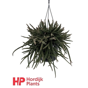 Rhipsalis baccifera subsp. horrida