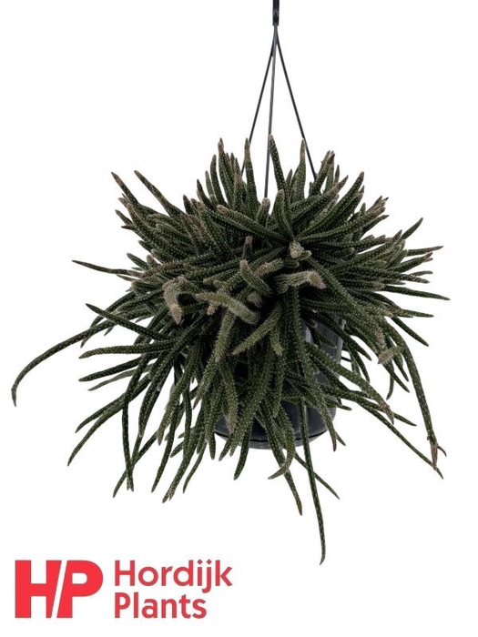 <h4>Rhipsalis baccifera subsp. horrida</h4>