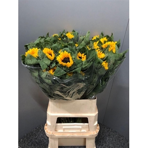 Heli Vincents Choice