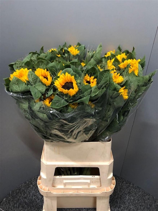 <h4>Heli Vincents Choice</h4>