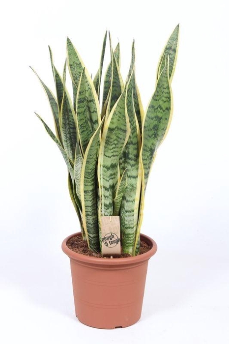 <h4>Sansevieria Laurentii</h4>