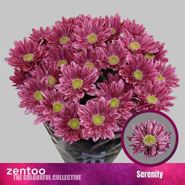 <h4>Chrys sp serenity</h4>