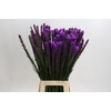 Liatris Callilepis