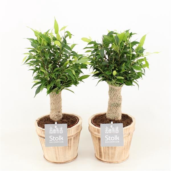 <h4>Ficus Benjamina Natasja in Wood Bruin</h4>