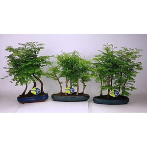 Bonsai mix outdoor, 25 cm and 30 cm., 3 and 5 stem - group, without dip tray