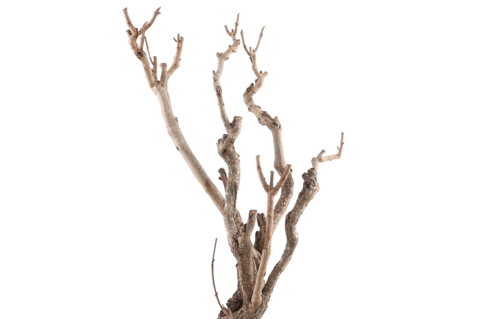 <h4>Syringa Branch Super Halvorsen</h4>