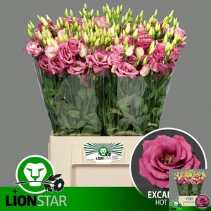 EUS G EXCAL HOT PINK