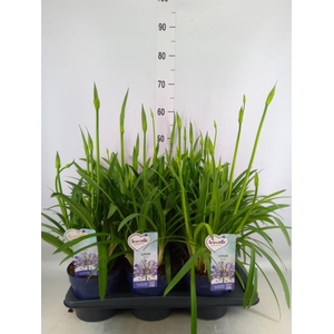 Agapanthus  'Amourette Superb'
