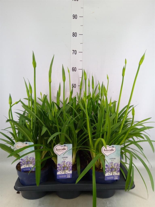 <h4>Agapanthus  'Amourette Superb'</h4>