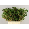 ENKIANTHUS BLOEIEND SPRAY 080/090CM