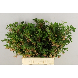 ENKIANTHUS BLOEIEND 080/090CM
