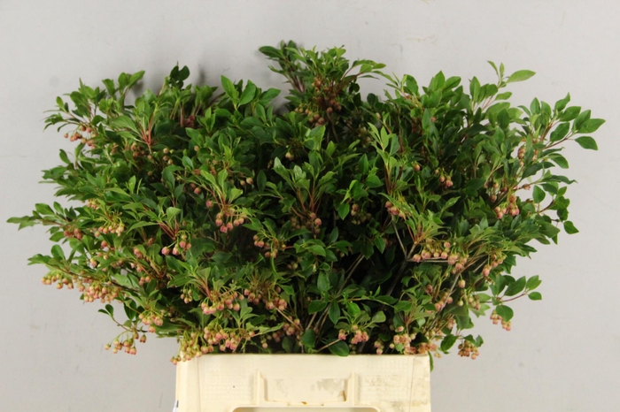<h4>ENKIANTHUS BLOEIEND 080/090CM</h4>