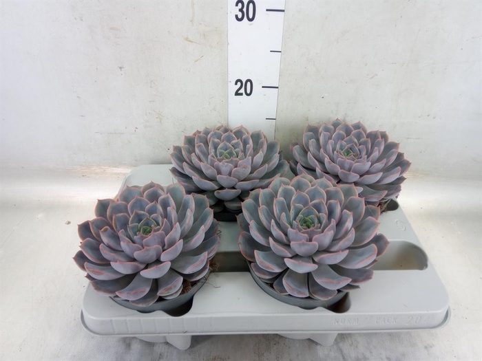 <h4>Echeveria  'Orion'</h4>