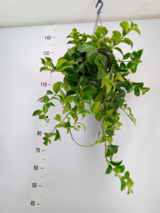 <h4>Aeschynanthus  'Mona Lisa'</h4>