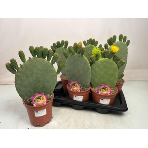 OPUNTIA