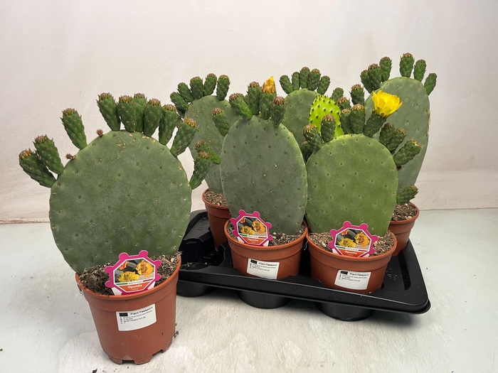 <h4>OPUNTIA</h4>