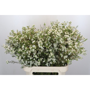 Chamelaucium Dancing Queen White