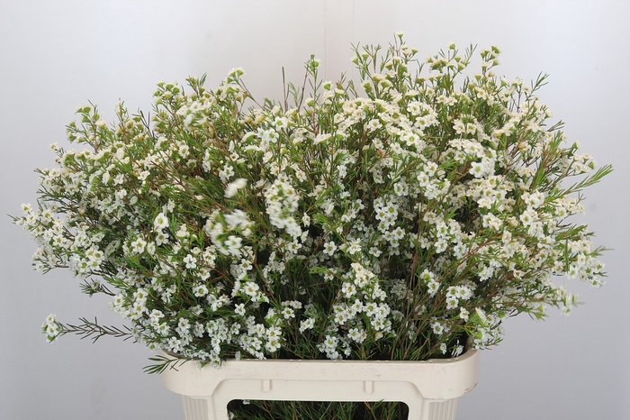 <h4>Chamelaucium Dancing Queen White</h4>