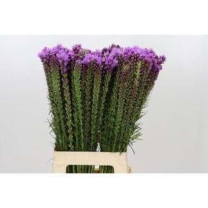 Liatris Spicata