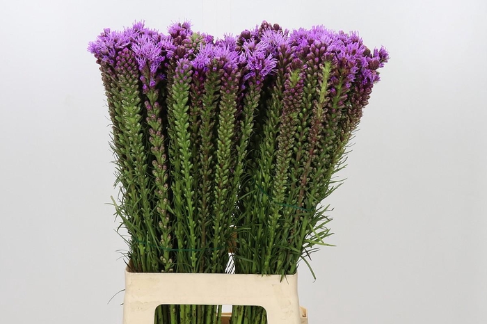 <h4>Liatris Spicata</h4>