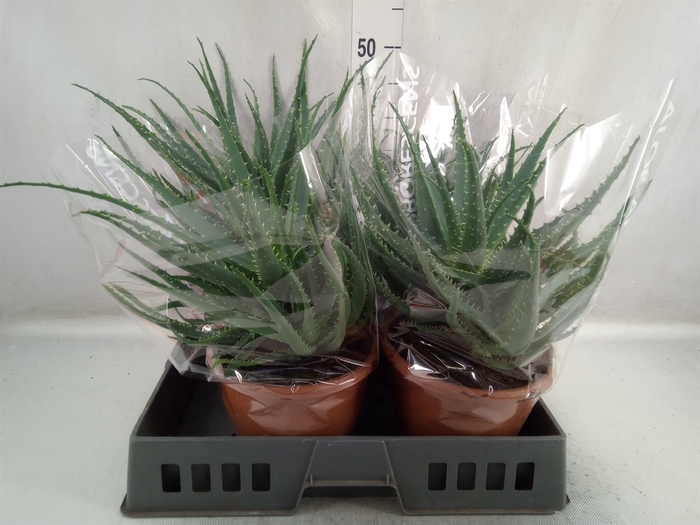 <h4>Aloe arborescens</h4>