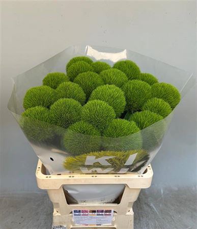 <h4>Di Barb Kiwi Cool Xl</h4>