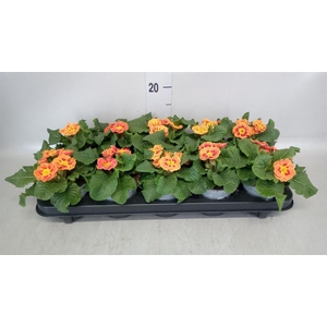 Primula ac. 'Tiger Orange'