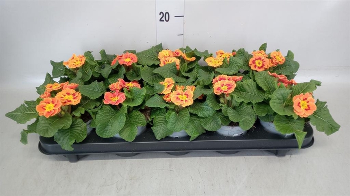 <h4>Primula ac. 'Tiger Orange'</h4>