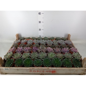 Echeveria   ...