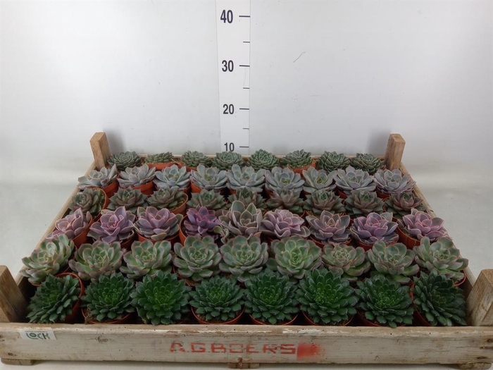 <h4>Echeveria   ...</h4>