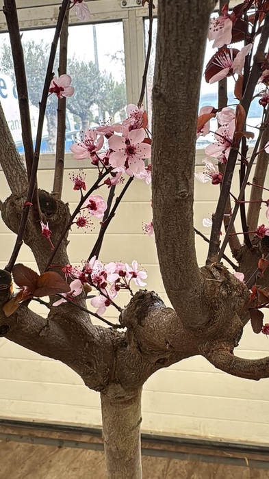 <h4>PRUN CE PISSARDII</h4>