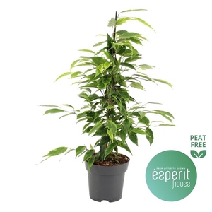 Ficus benjamina 'Anastasia'