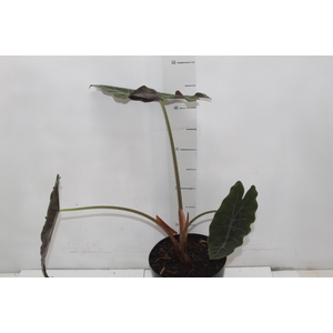ALOCASIA CHANTRIERI P17