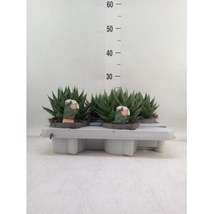 Aloe aristata 'Cosmo'