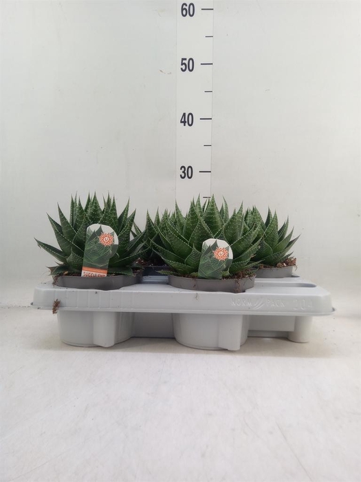 <h4>Aloe aristata 'Cosmo'</h4>