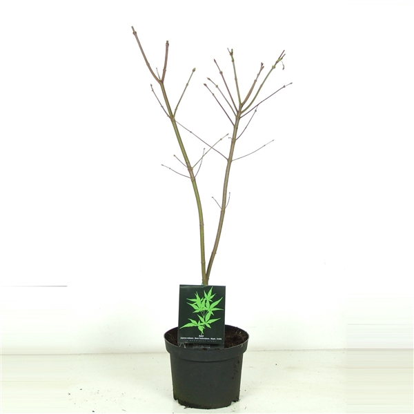 Acer japonicum 'Aconitifolium' P23